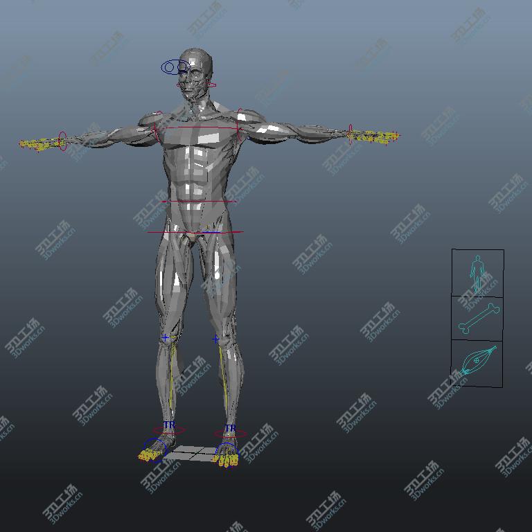 images/goods_img/20210113/MAYA RIGGED Complete Male Anatomy PACK/4.jpg